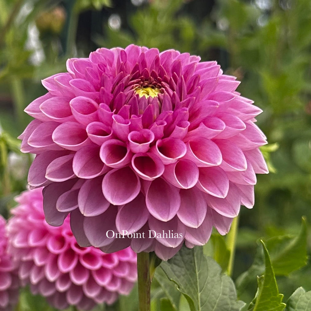 Westerton Pearl