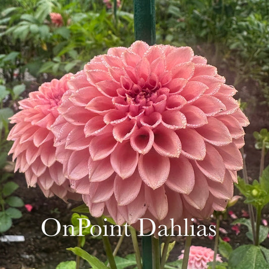 Levi's Blue Smoke (Limit 1)