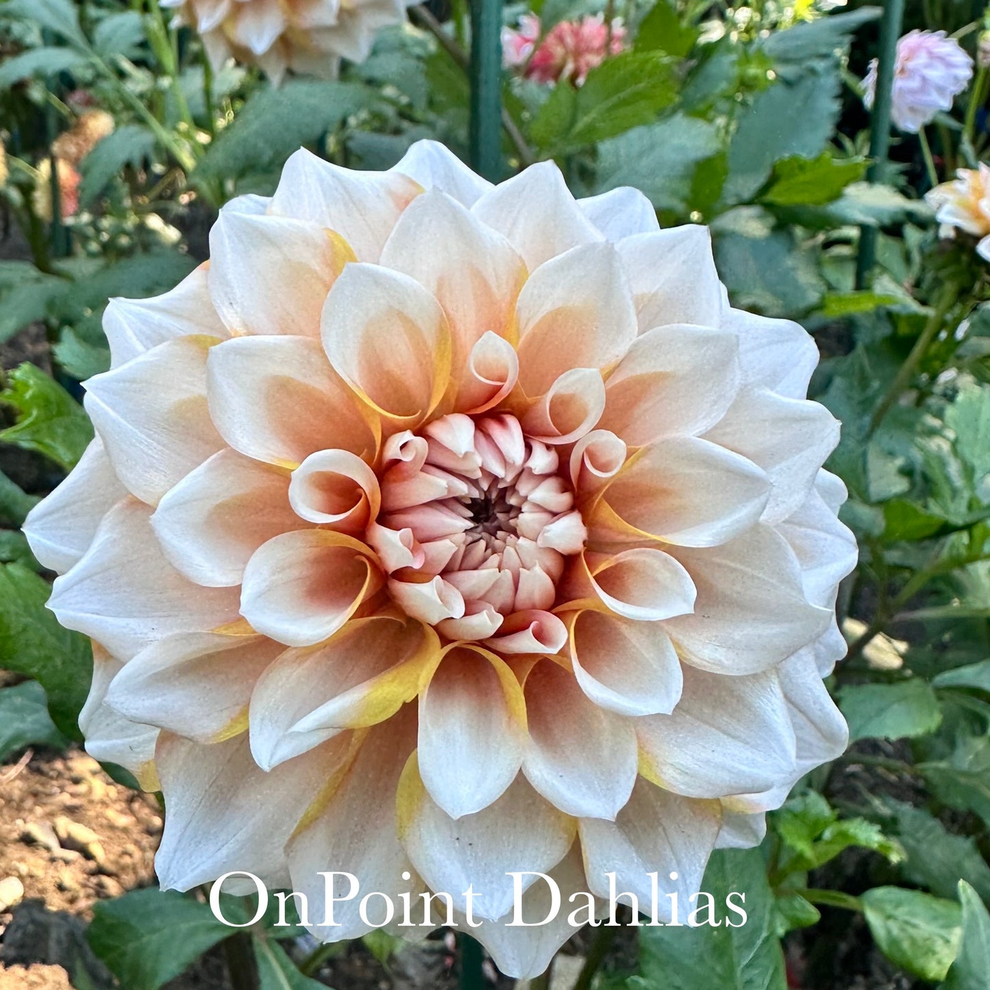 Hollyhill Orange Ice