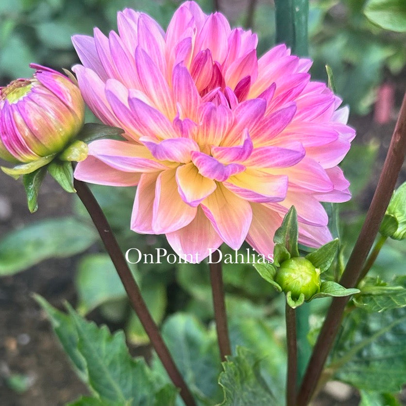 Sandia Bliss (Limit 1)