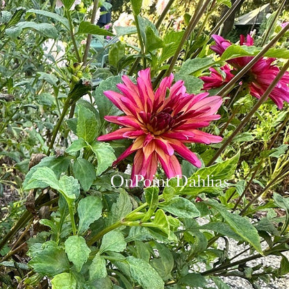 River's Novelty (Limit 1)