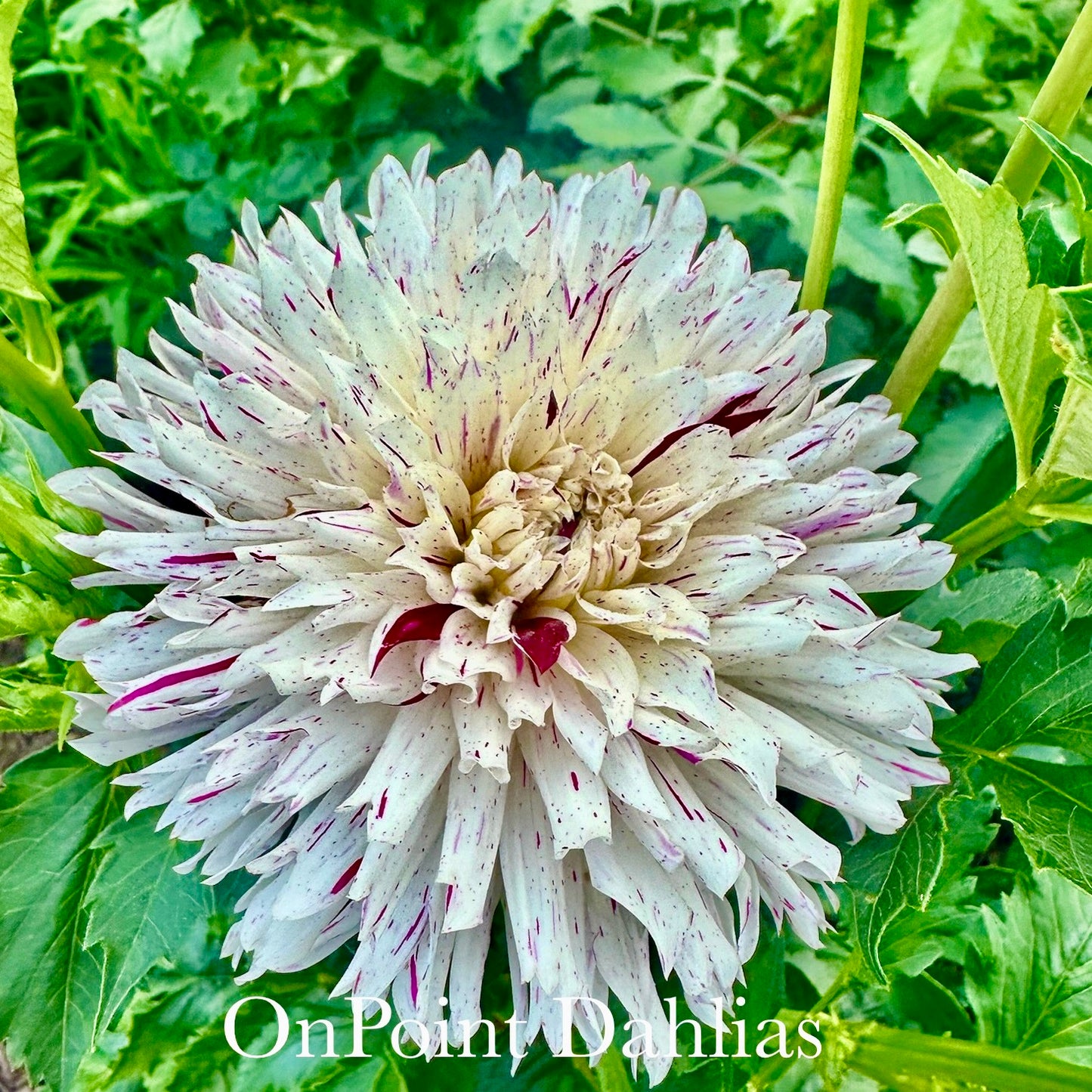 River's Ripple (Limit 1)