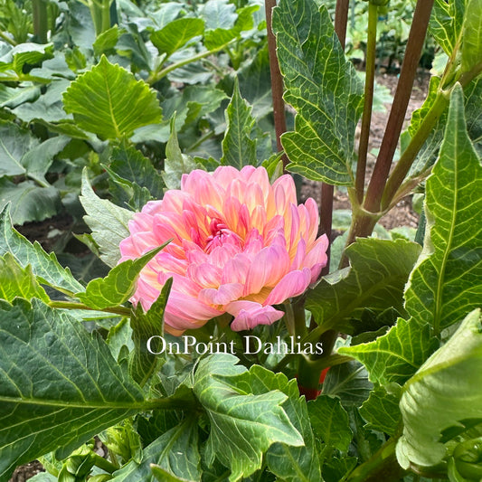 Sandia Bliss (Limit 1)