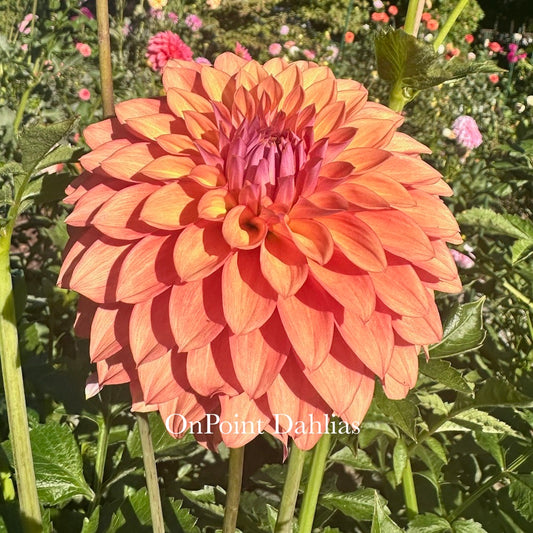 Misfit Kaleidoscope (Limit 1)