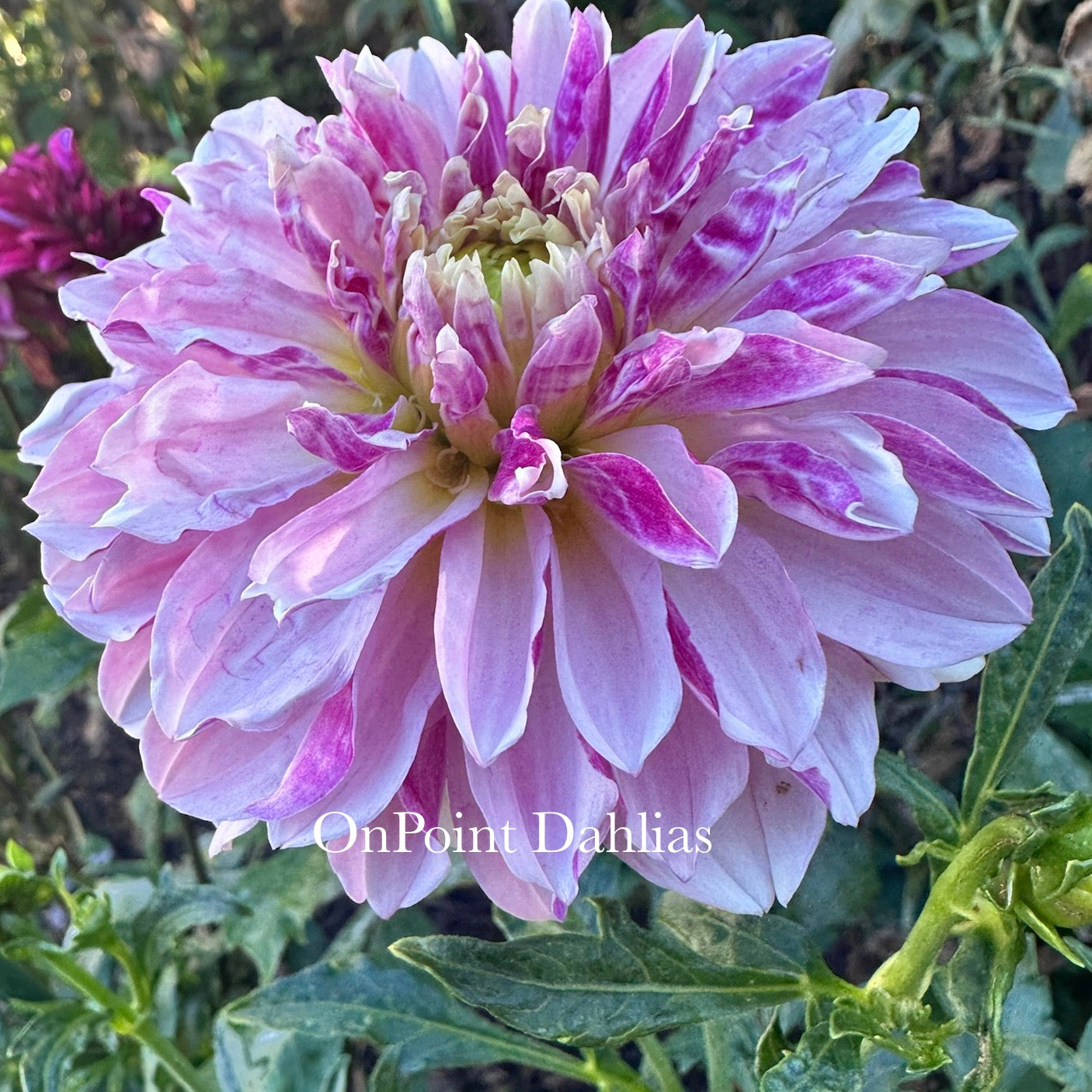 River's Here Kitty Kitty (Limit 1)