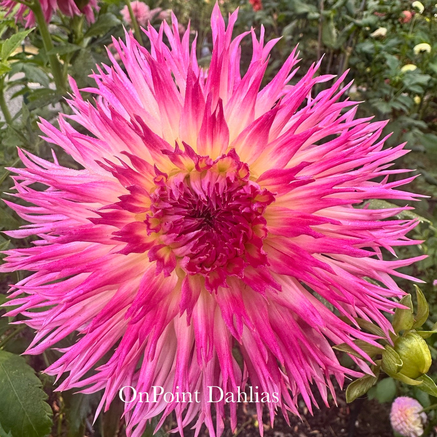 Vista Char (Limit 1)