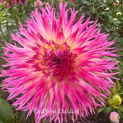 Vista Char (Limit 1)