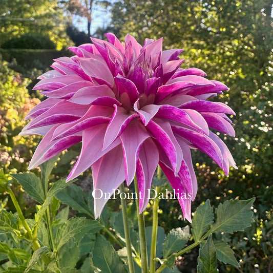 River's Artichoke (Limit 1)