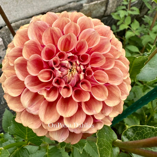 Burfoot Desert Rose