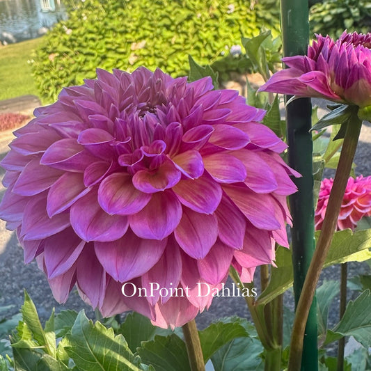 RM Berry Kiss (Limit 1)