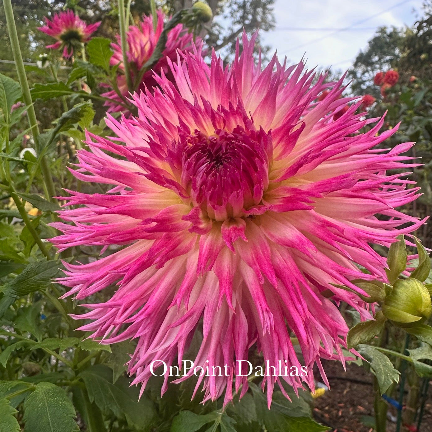 Vista Char (Limit 1)