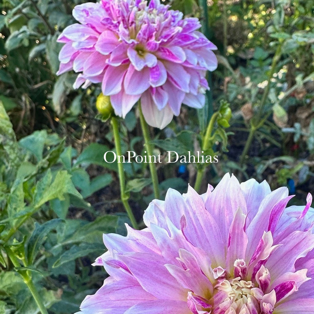 River's Here Kitty Kitty (Limit 1)