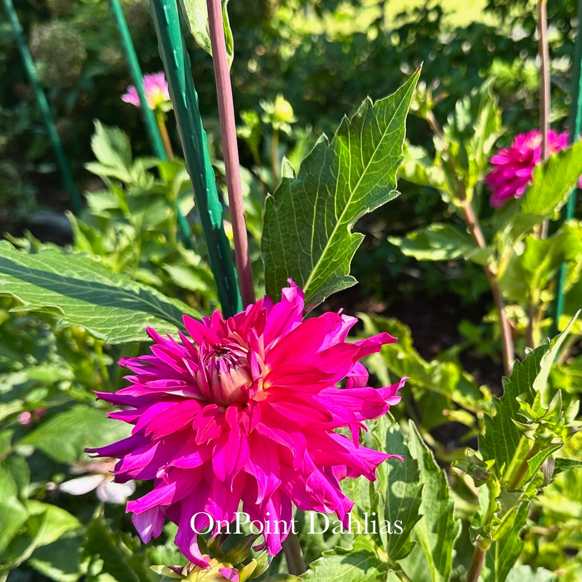 River's Lullaby (Limit 1)