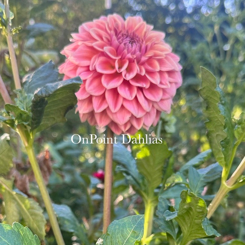 RM Summer Haze (Limit 1)