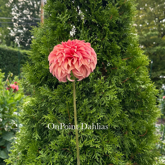 River's Can't Elope (Limit 1)