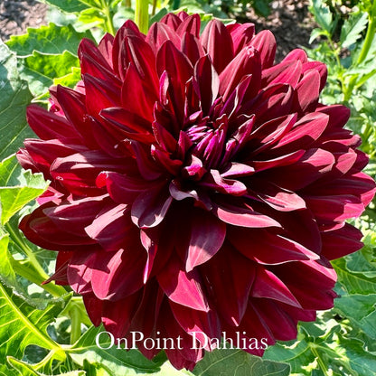 Hollyhill Black Beauty