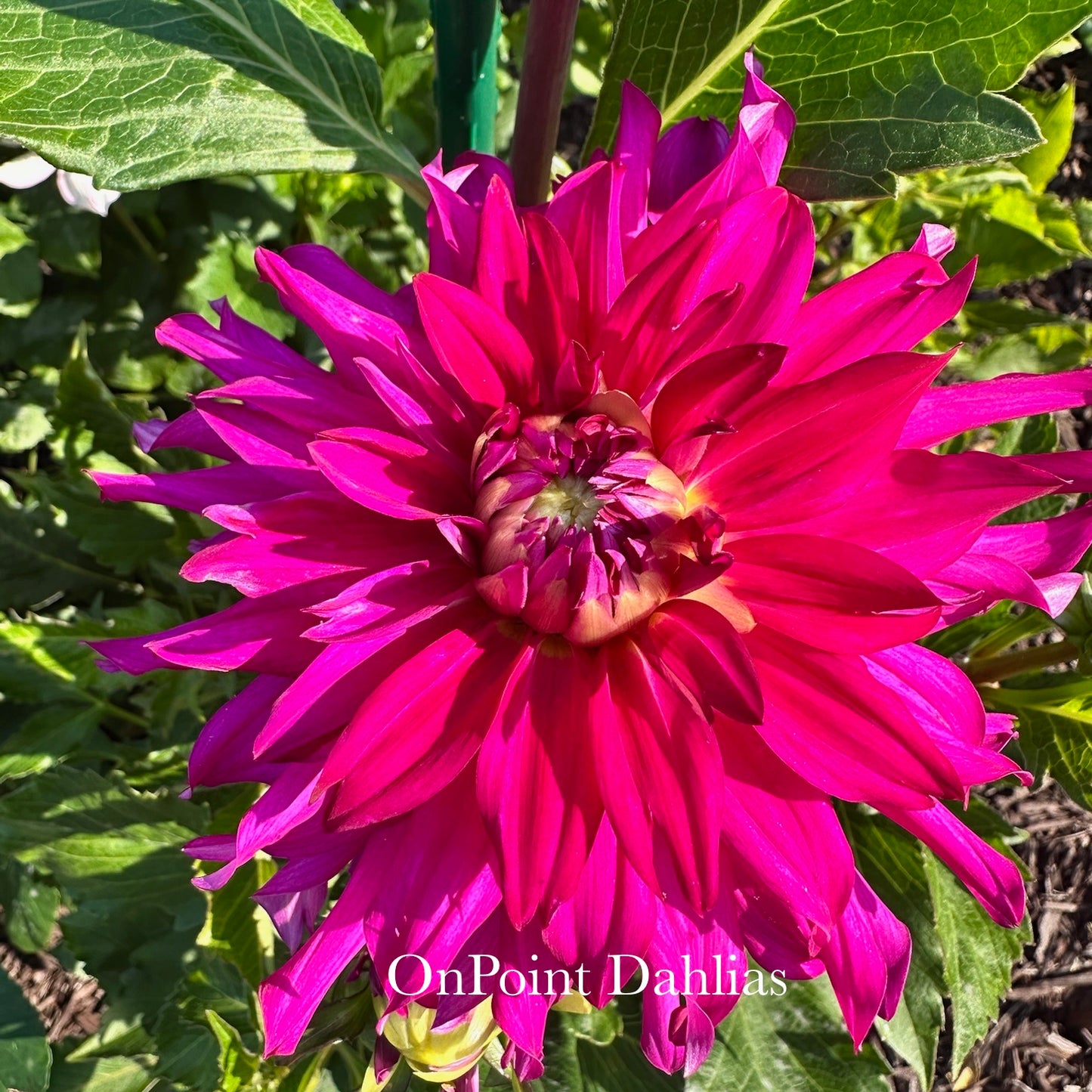 River's Lullaby (Limit 1)