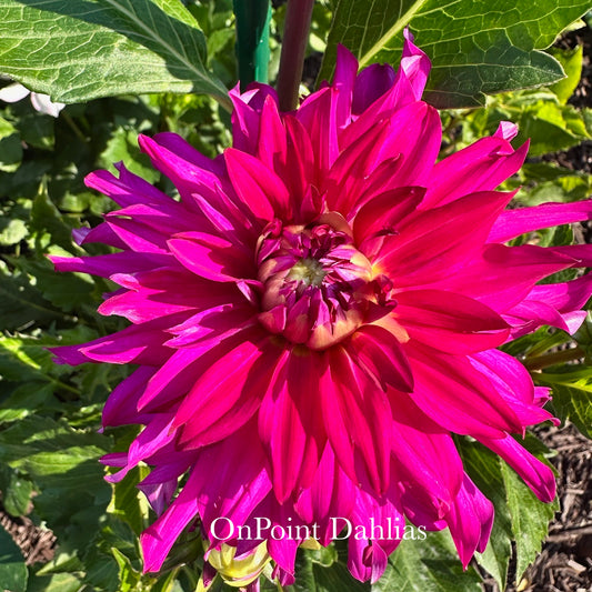 River's Lullaby (Limit 1)