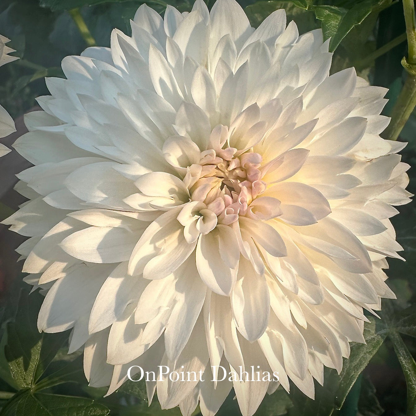 OnPoint Marshmallow Nose (Limit 1)