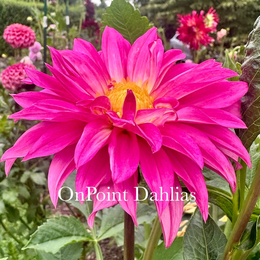 Bloomquist Frill