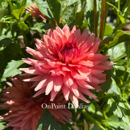 RM Electrical (Limit 1)