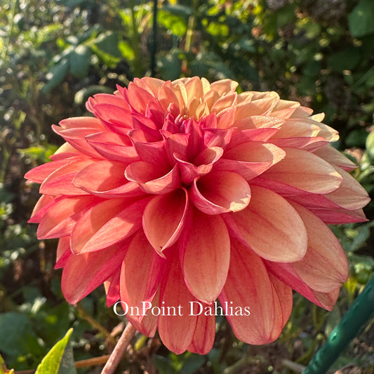 Lee's Ember