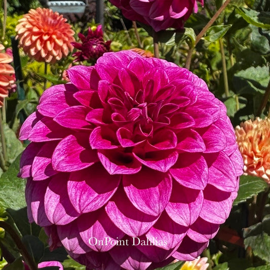 RM Berry Bliss