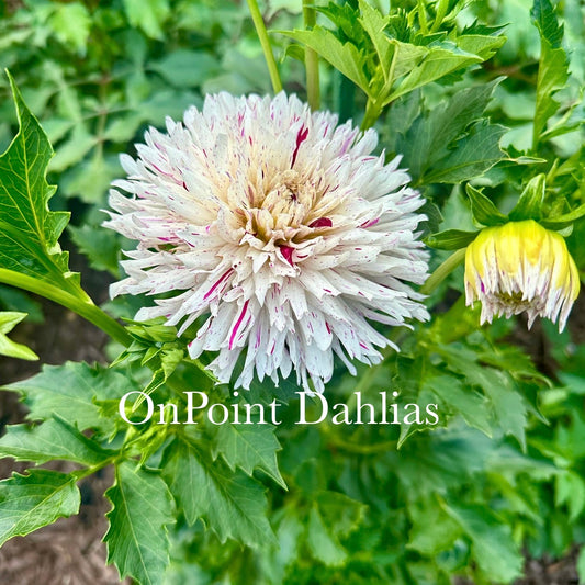 River's Ripple (Limit 1)