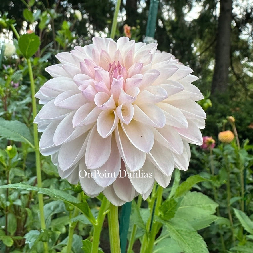 Tahoma Stellar Feller