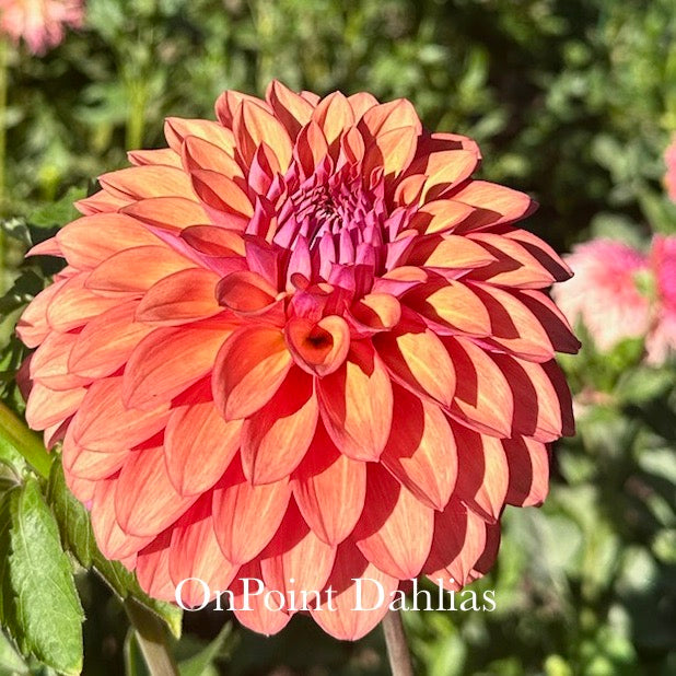 Misfit Kaleidoscope (Limit 1)