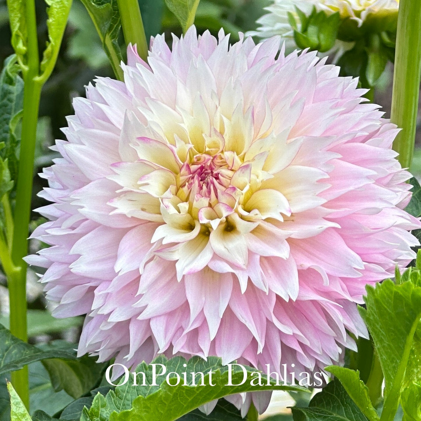 Hollyhill Pinkie