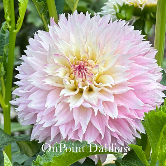 Hollyhill Pinkie