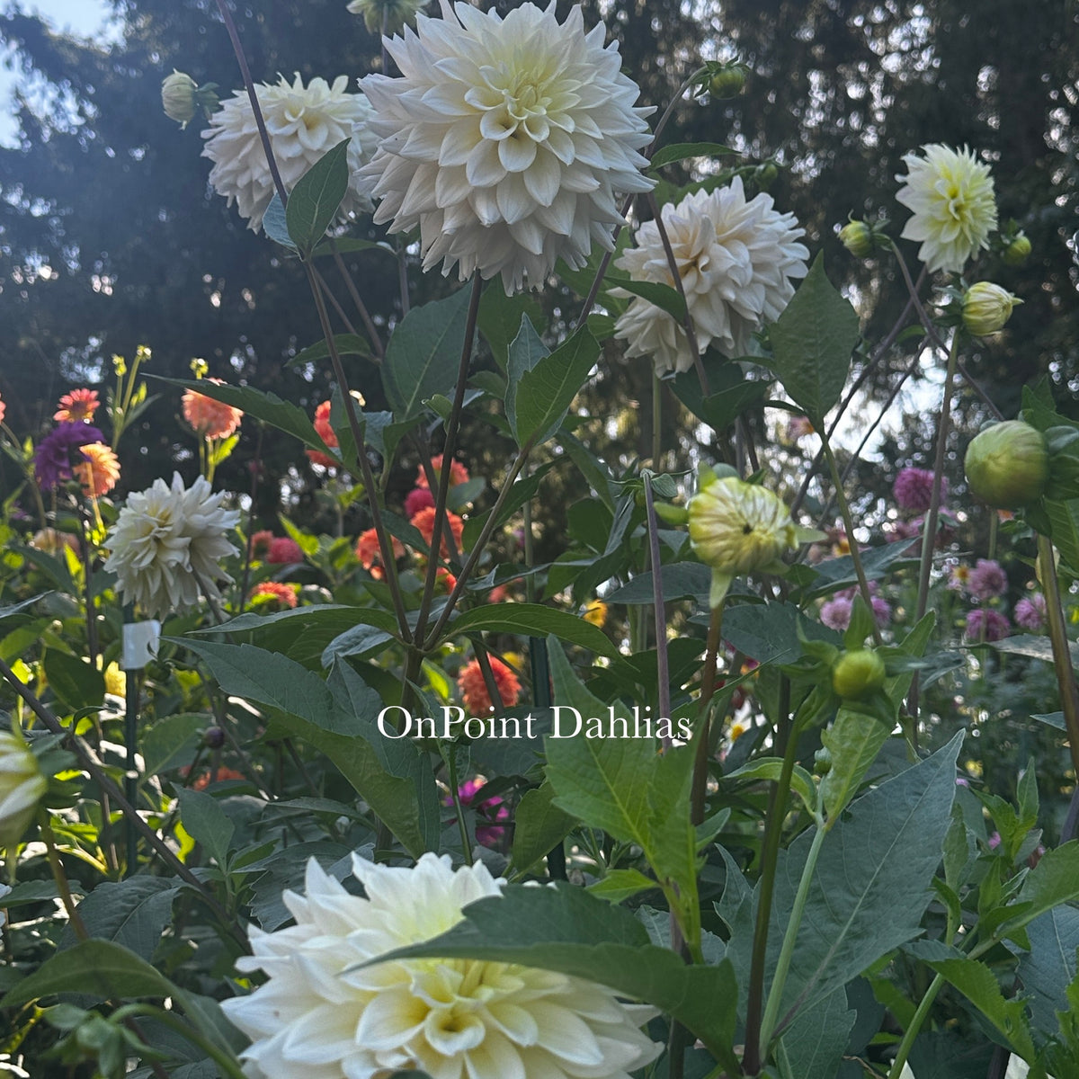 Lee's Halo