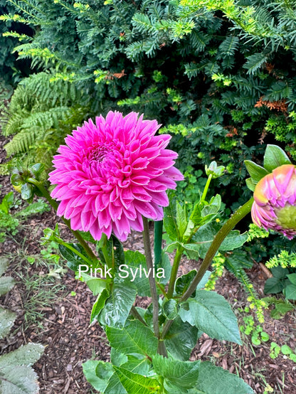 Pink Sylvia