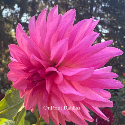 River's Bubblegum