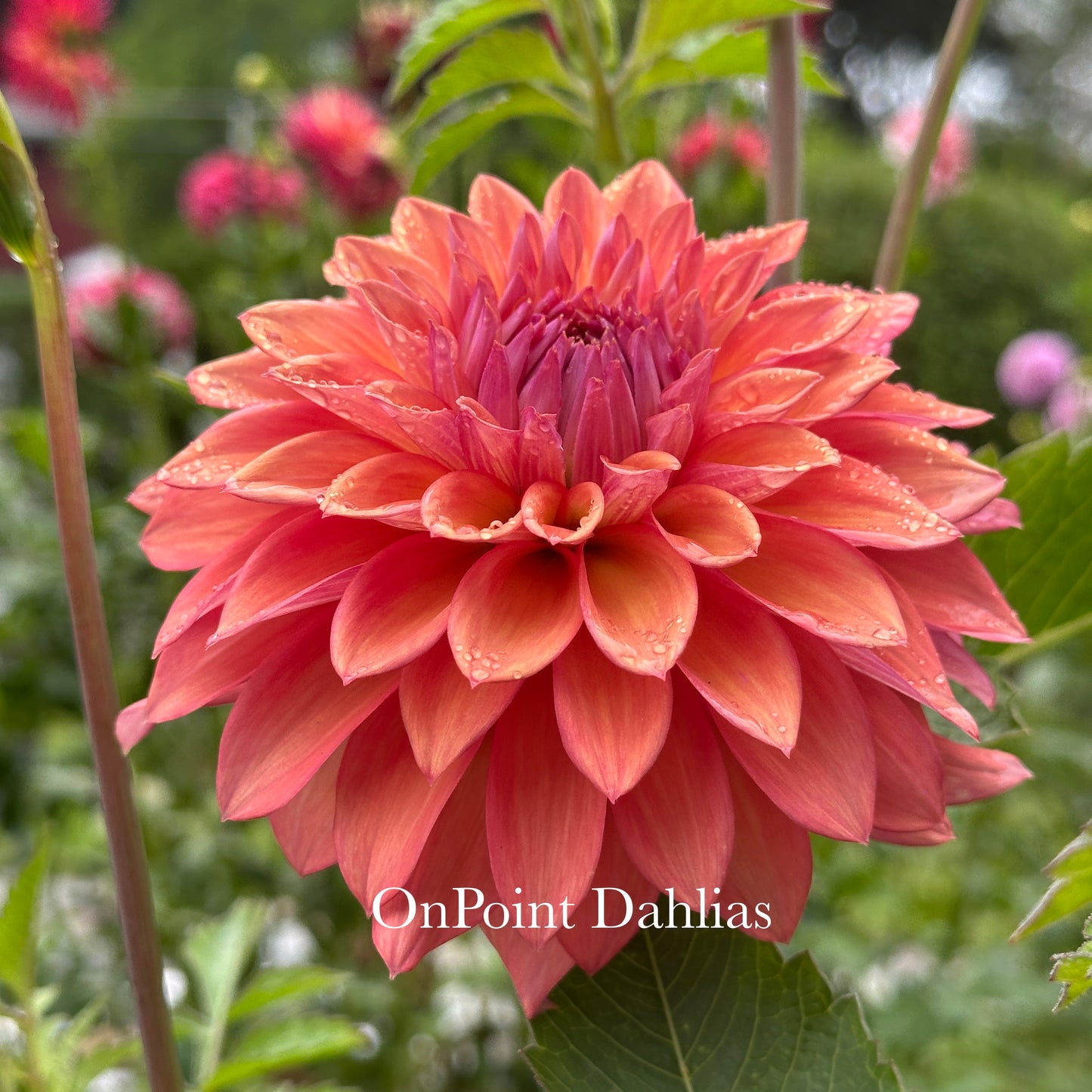 Misfit Kaleidoscope (Limit 1)