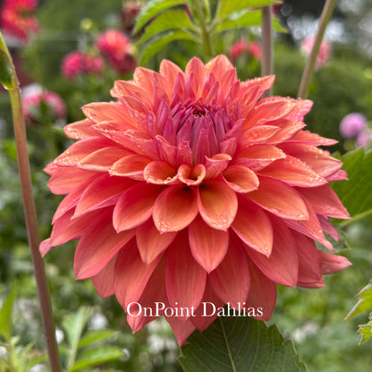 Misfit Kaleidoscope (Limit 1)