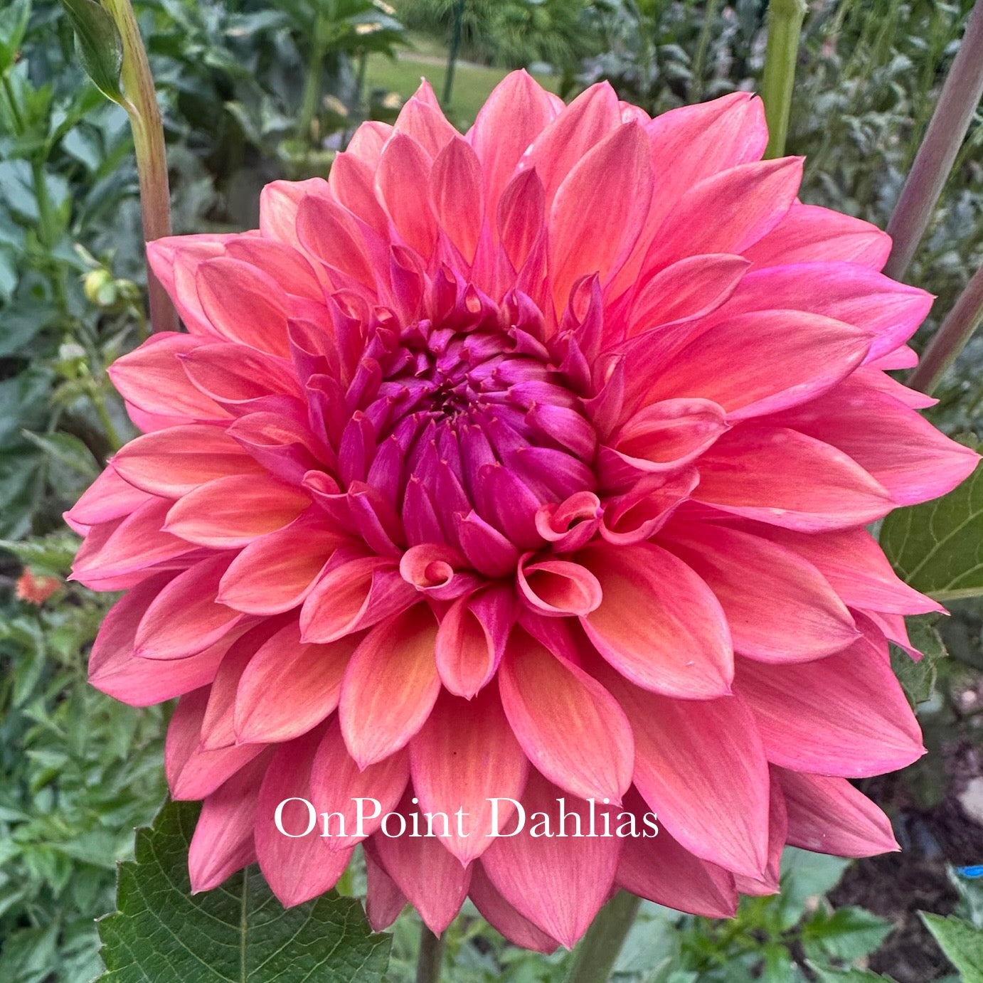 Misfit Kaleidoscope (Limit 1)