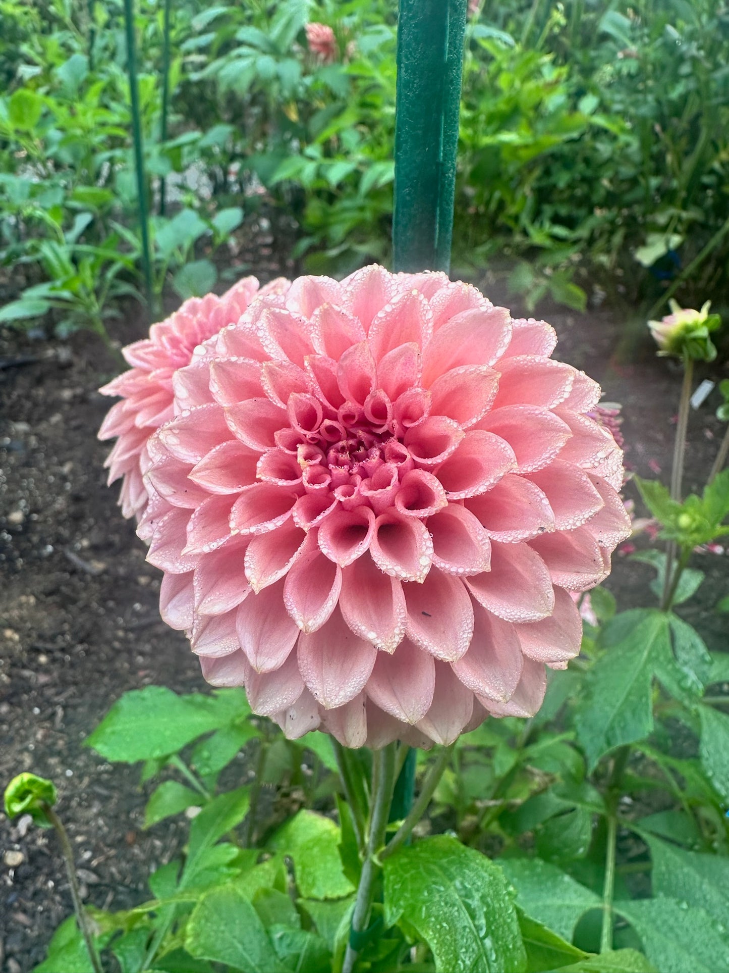 Levi's Blue Smoke (Limit 1)