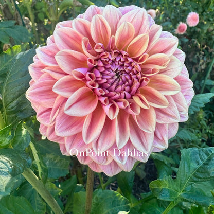 RM Summer Haze (Limit 1)