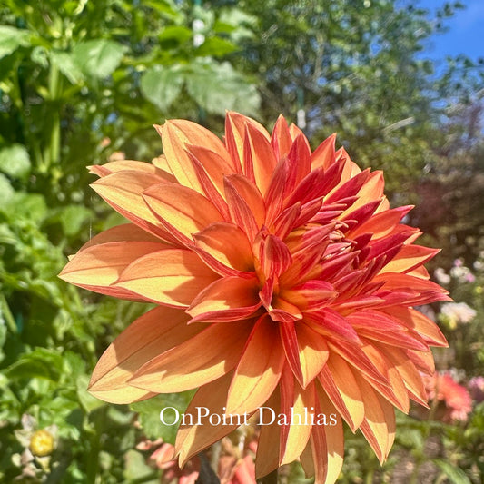 River's Nemesis (Limit 1)