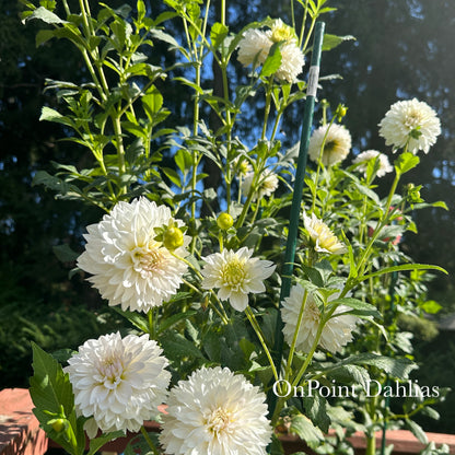 OnPoint Marshmallow Nose (Limit 1)