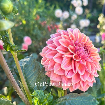 RM Summer Haze (Limit 1)