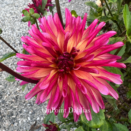 River's Novelty (Limit 1)