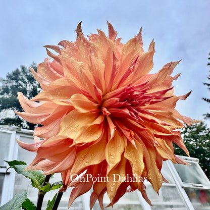 Bloomquist Snickerdoodle (Limit 1)