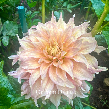 Summer Rain (Limit 1)