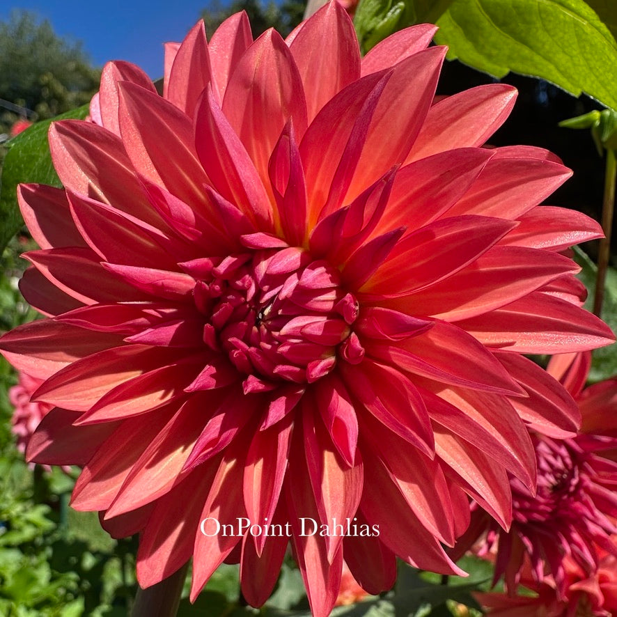 Sandia Ruthie