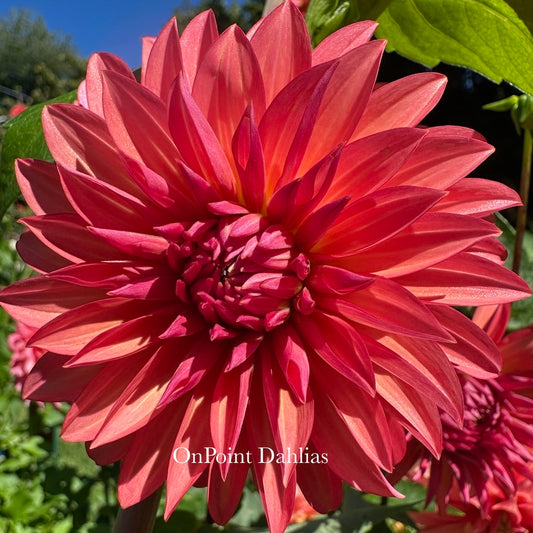 Sandia Ruthie