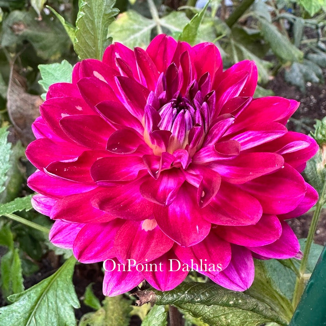 Sandia Bertha (Limit 1)