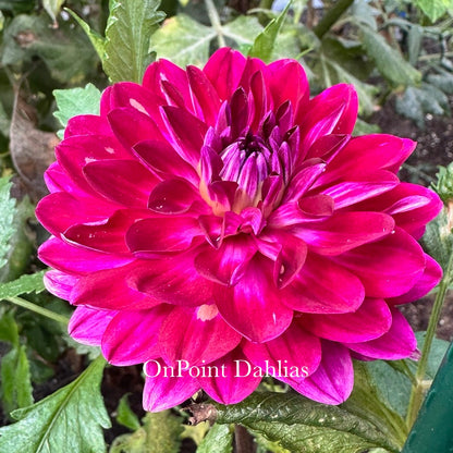 Sandia Bertha (Limit 1)